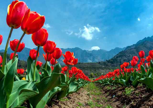  Tour Planner  in Jammu